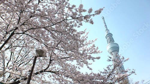 TOKYO,  JAPAN - CIRCA APRIL 2018 :  Tower and CHERRY BLOSSOM. photo