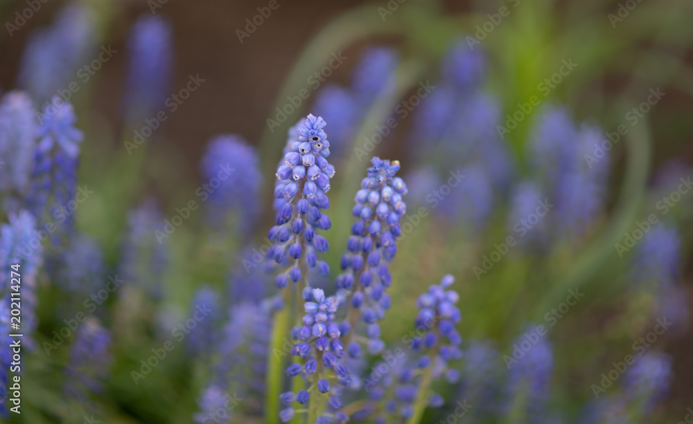 Obraz premium flower