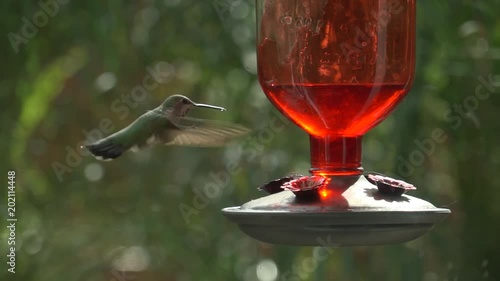 A hummingbird approaches a feeder and takes a long drink, then leaves