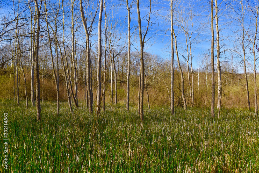 Scenic landscape of an unusual horsetail fern meadow with bigtooth aspen trees. Scenic landscape of an unusual horsetail fern meadow with bigtooth aspen trees.