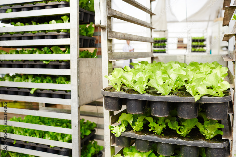 Metal rack with young organic green leaf lettuce growing in small pots with soil in commercial greenhouse Metal rack with young organic green leaf lettuce growing in small pots with soil in commercial greenhouse
