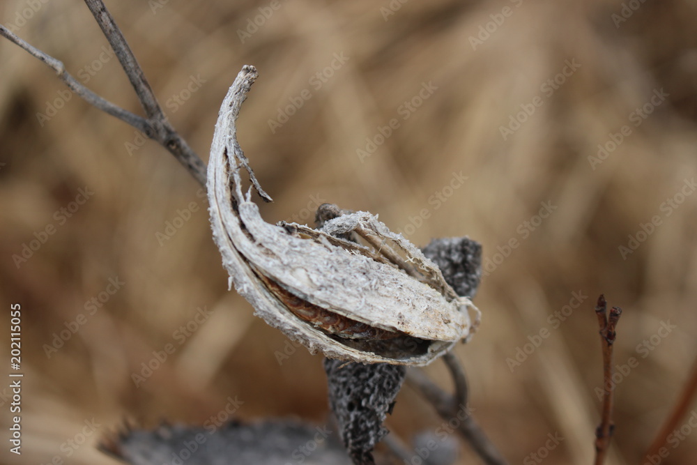 Fototapeta premium A milkweed plant in the fall