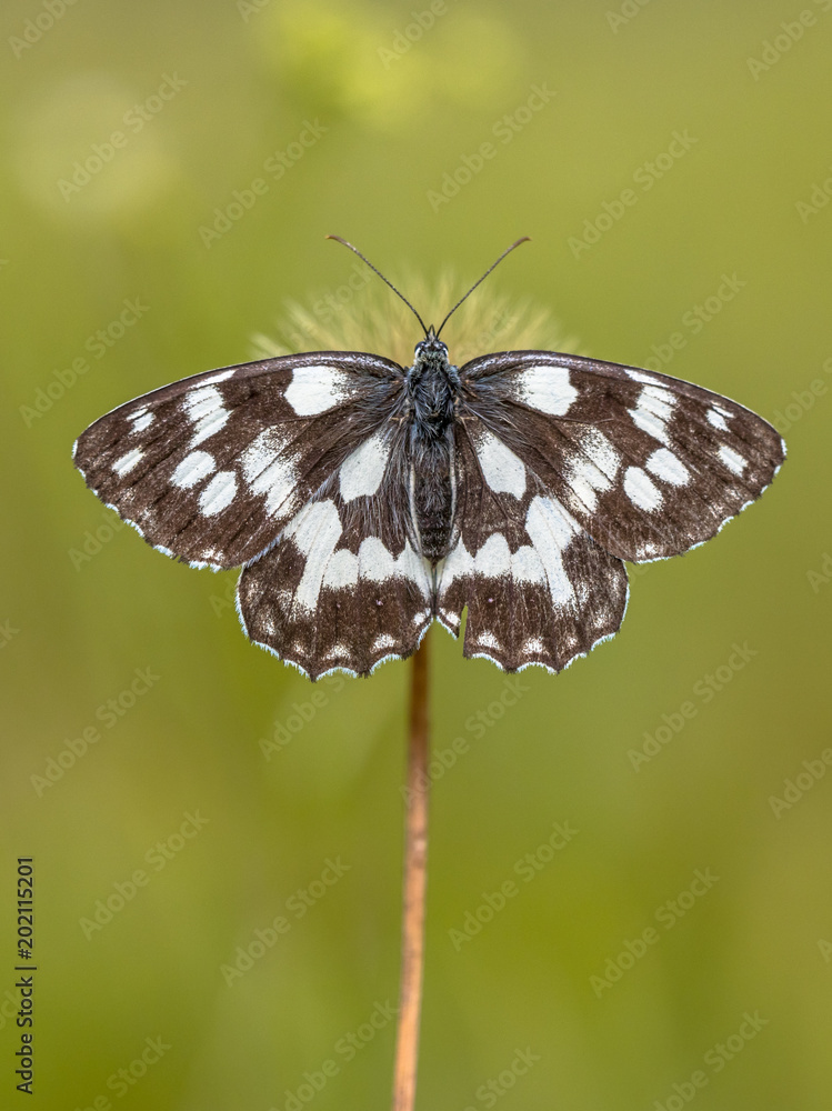 Naklejka premium Marbled white butterfly symmetrical on flower