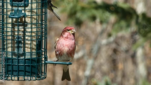 Purple finch, Haemorhous purpureus, on bird feeder on a sunny day in Bemidji Minnesota photo