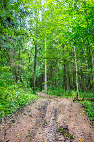 A clearing through a mixed forest in summer 