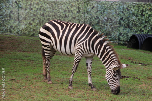 Zebra at the Zoo