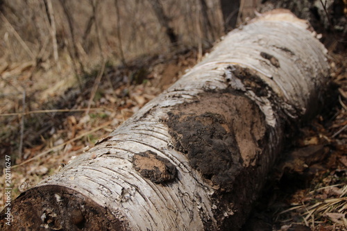 A birch bark log