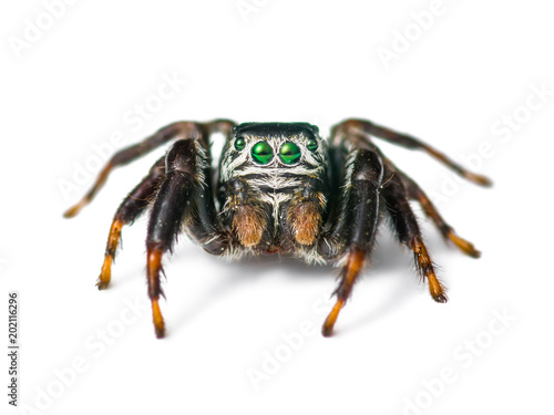 Jumping Spider Arachnid Insect Isolated on White