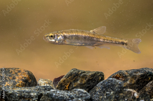 Obraz na plátně Eurasian minnow swimming in creek
