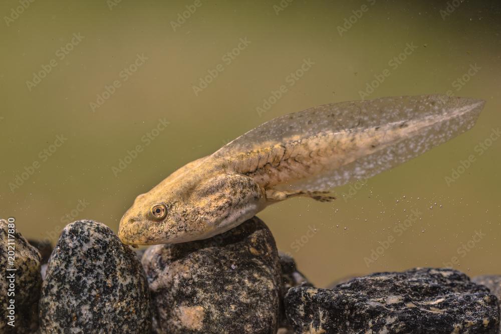 Obraz premium Tadpole of Phelophylax frog