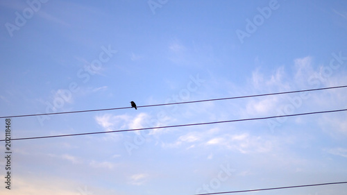 Single Flycatcher (Muscicapa striata) bird on electrical wire against blue sky at sunrise