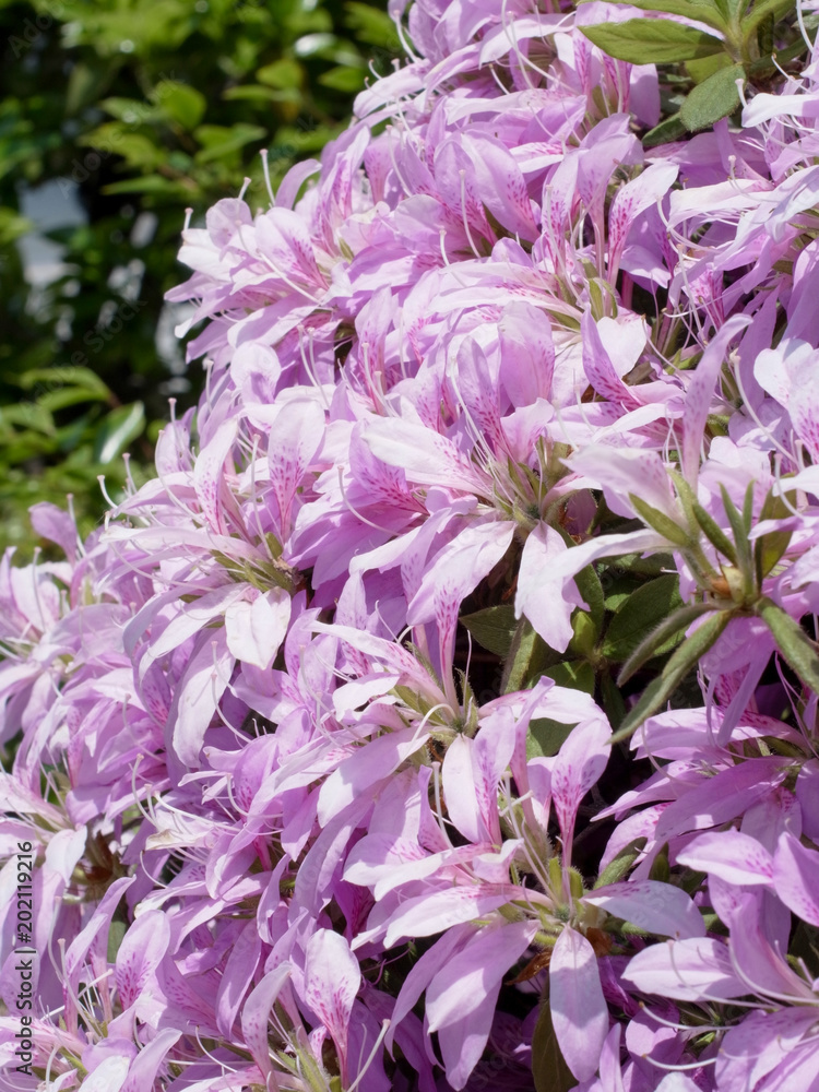 Obraz premium モチツツジの花