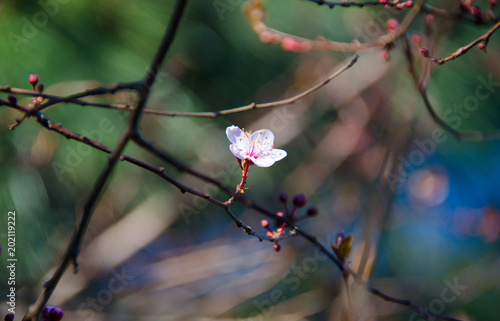 Plum blossom © Corina