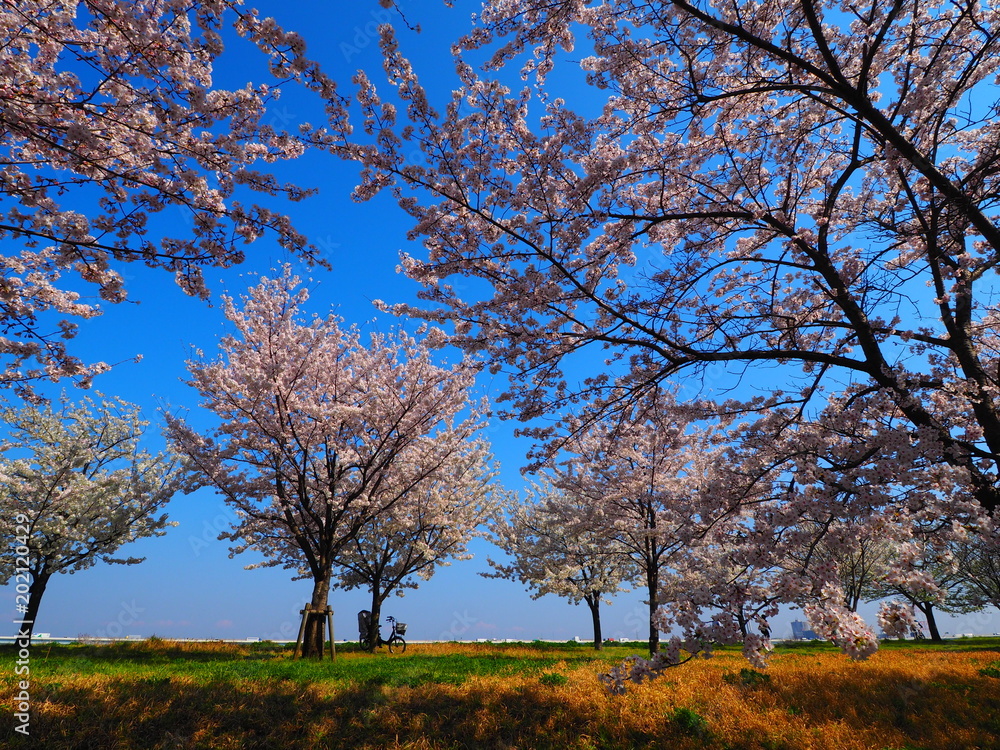 Fototapeta premium OLYMPUS DIGITAL CAMERA