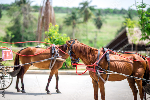 The use of horses in tourism is often seen in large gardens. Or other attractions( Suanthai Pattaya) © bangprik