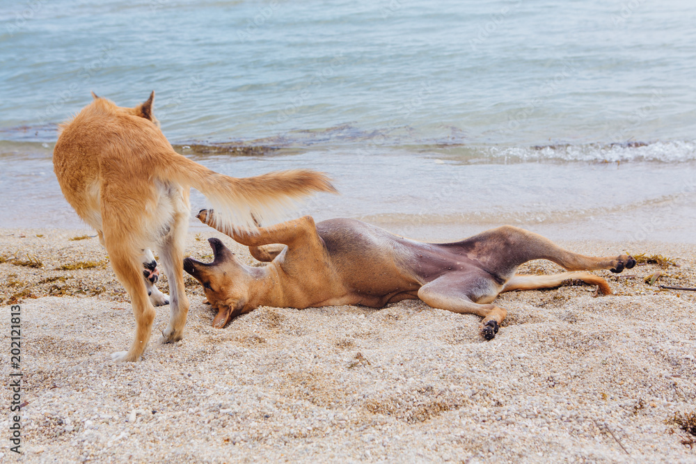 Two dogs playing on the beach Two dogs playing on the beach