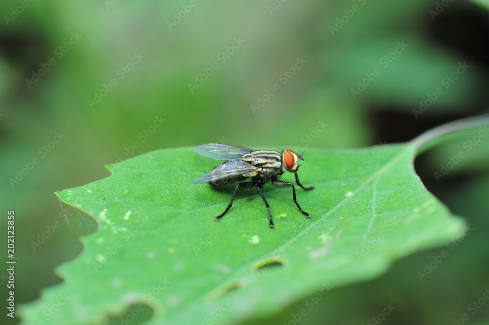 The fly The fly