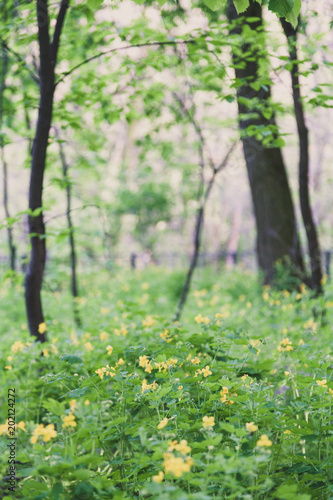 Green thickets of celandine in the forest