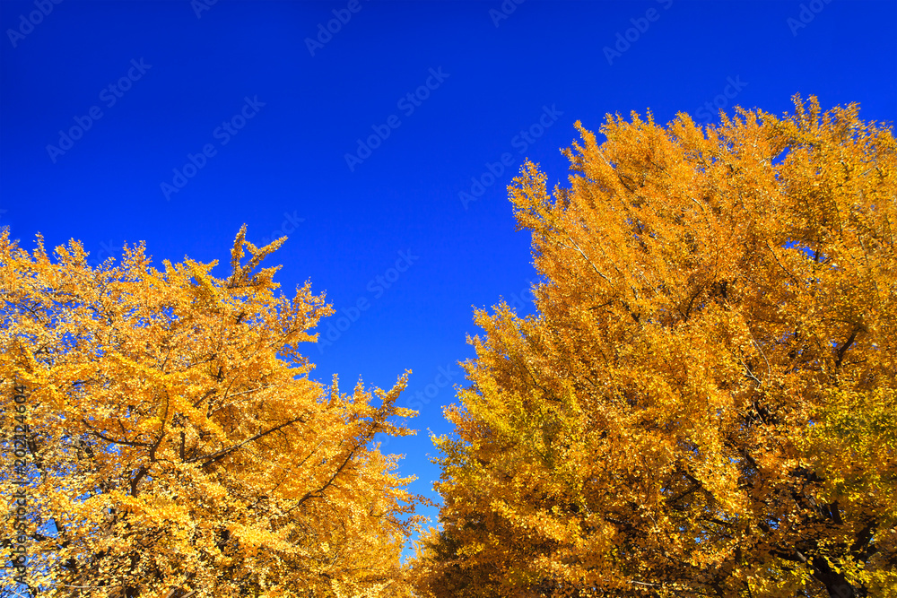 Fototapeta premium 青空をバックに黄色に染まったイチョウの木