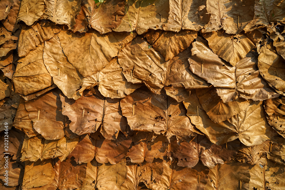Shade of brown yellow overlapping dried teak leaves natural local traditional wall covering texture background