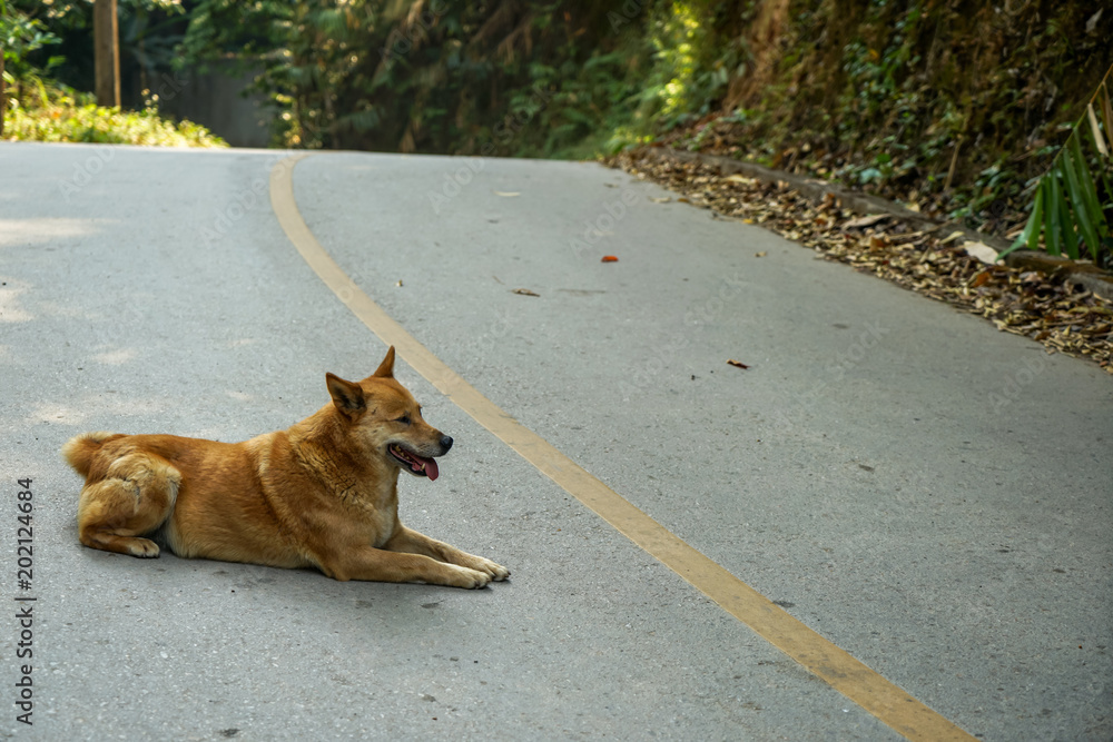 Naklejka premium Light brown smiling local dog lying happily on grey asphalt road along green forest mountain