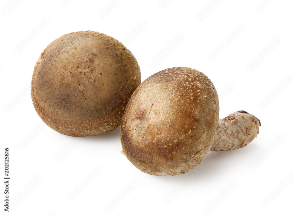Shiitake mushroom on the White background Shiitake mushroom on the White background