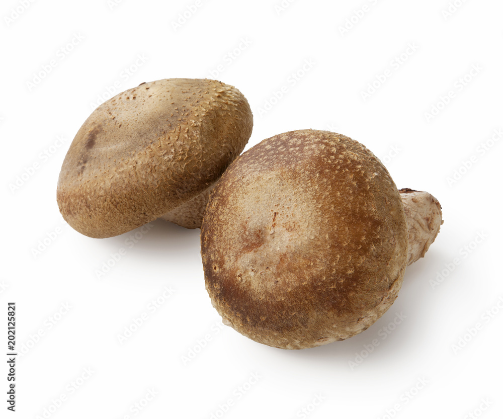 Shiitake mushroom on the White background Shiitake mushroom on the White background