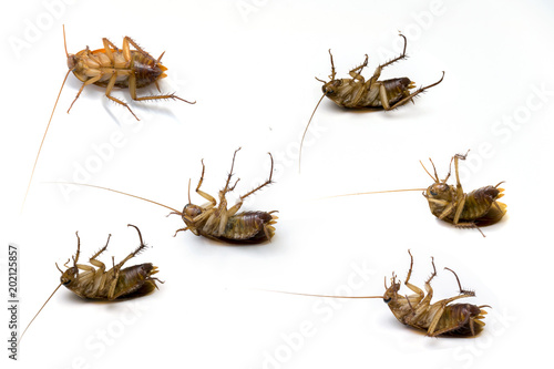 6 dead cockroach