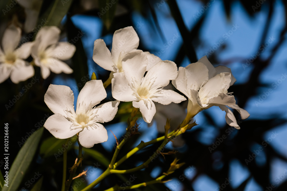 White Flowers on sunny day,Bougainvillea Flower branch isolatd on blurred backgroud.white blossom tree.Flower of Greece island. White Flowers on sunny day,Bougainvillea Flower branch isolatd on blurred backgroud.white blossom tree.Flower of Greece island.