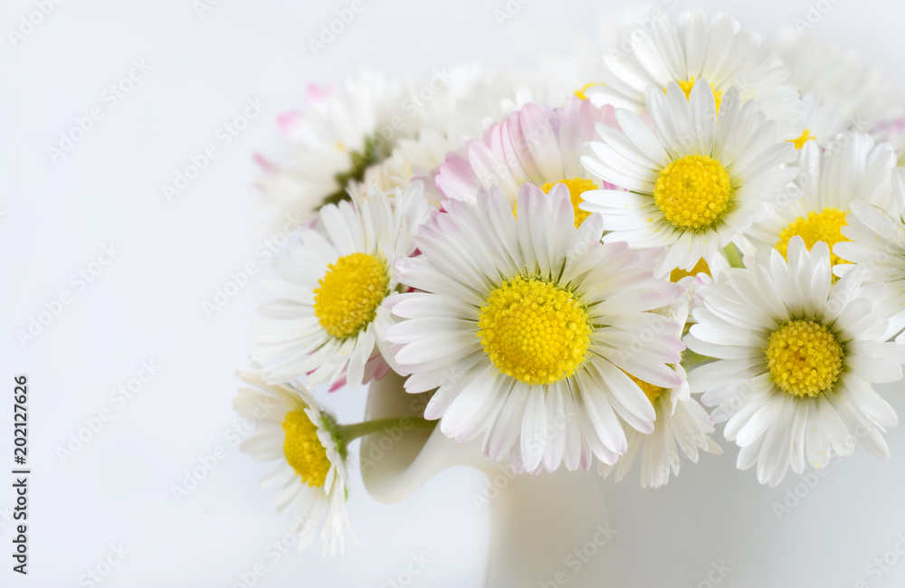 White daisies closed up White daisies closed up