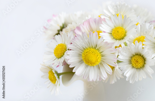 White daisies closed up