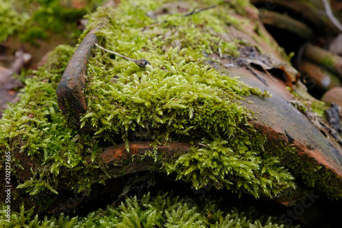 Moss growing on old rooftiles photo