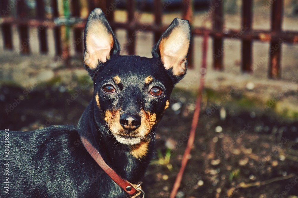 Russian toy terrier on a walk