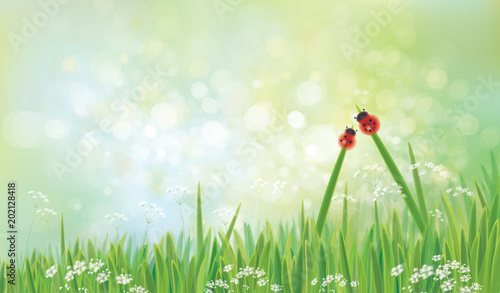 Vector green  nature  background,  ladybirds on grass,  green bokeh background.