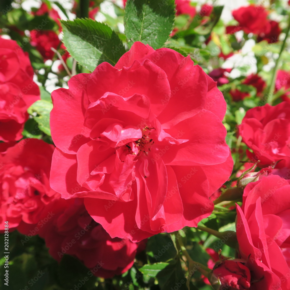 red dogrose, with many flowers in the garden red dogrose, with many flowers in the garden
