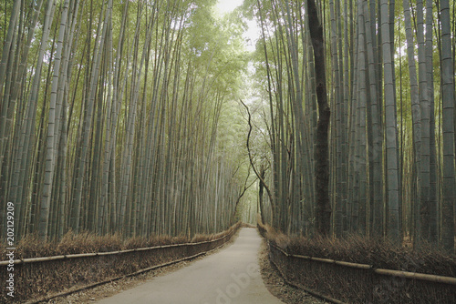 bamboo grove path at Sagano-Kyoto / 京都 嵯峨野の竹林の小径(無人) 