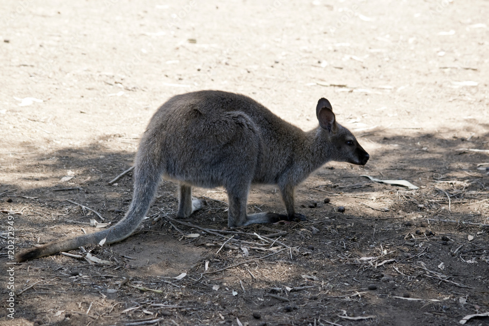wallaroo wallaroo