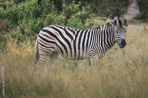 Plains Zebra spooked by a hunting lioness, South Africa