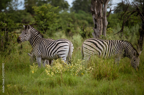 Plains Zebra spooked by a hunting lioness  South Africa