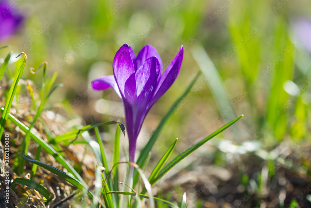 Violet crocuses flowers blooming Violet crocuses flowers blooming