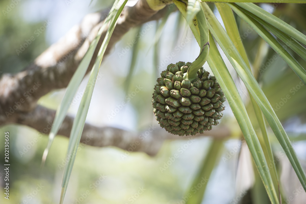 Plantes Tropicales. Flore du Pacifique, Polynésie ou Micronésie. Hala ou Pandanus utilis, famille des pandanaceae Plantes Tropicales. Flore du Pacifique, Polynésie ou Micronésie. Hala ou Pandanus utilis, famille des pandanaceae