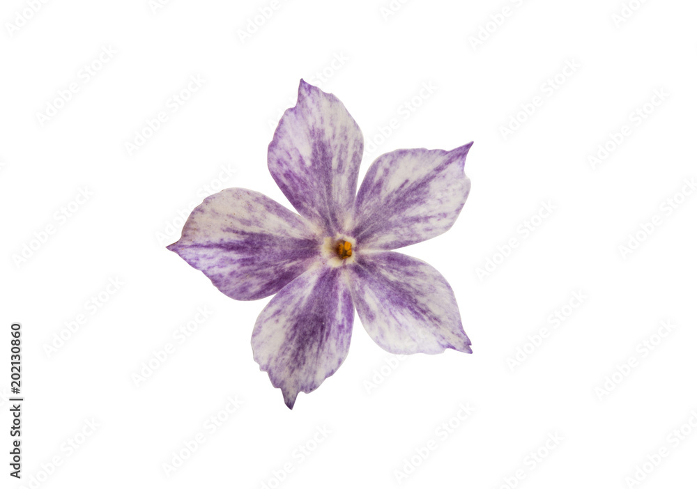 Obraz premium phlox flower isolated