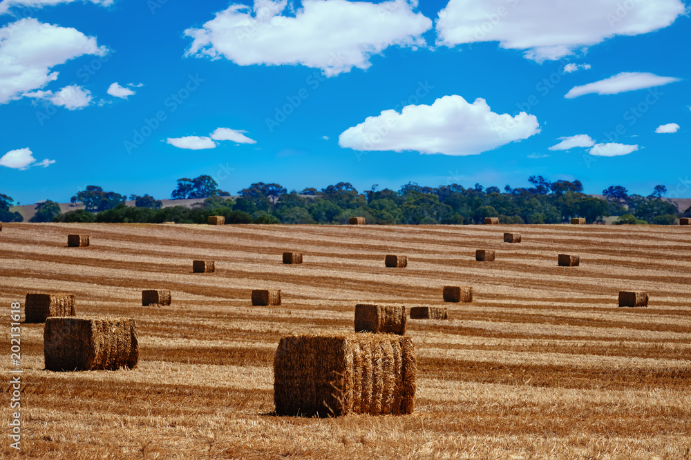Landscape of a fresh plowed wheat field with rolled bales of hay