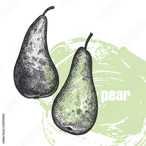 Realistic illustration of pear fruit isolated on white background.