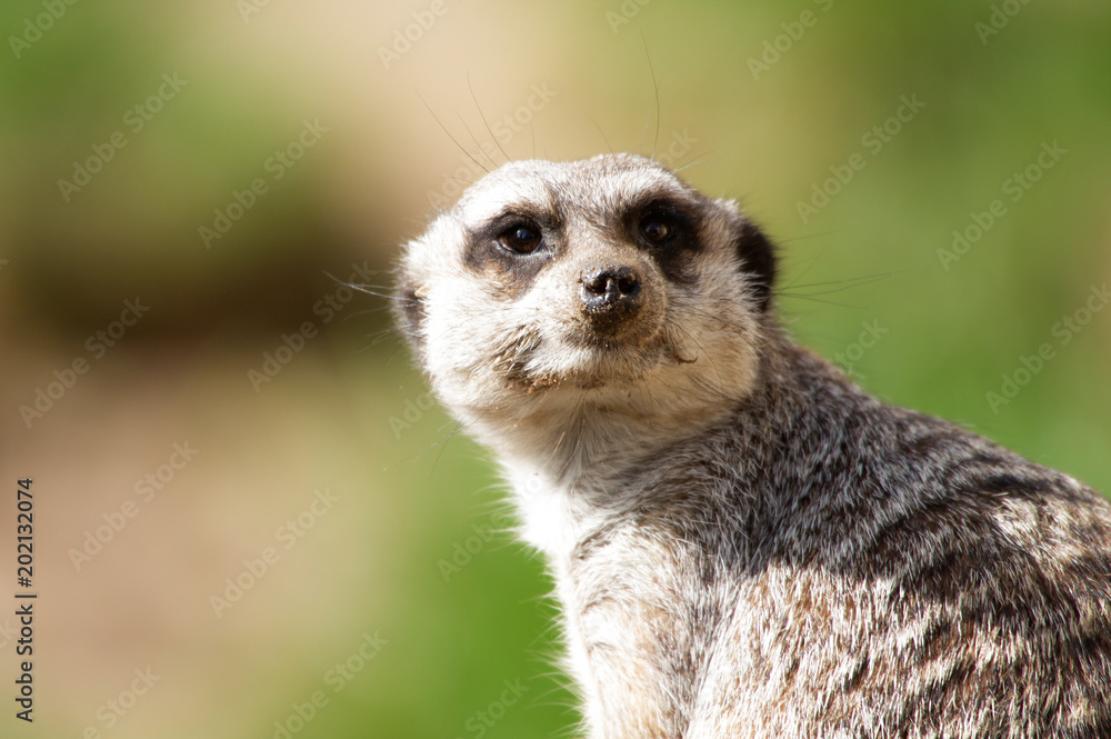 Suricata suricatta, Erdmännchen Suricata suricatta, Erdmännchen