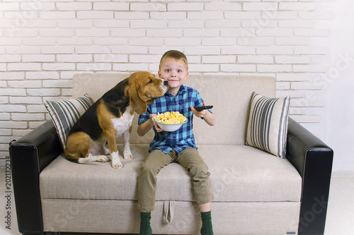 funny boy and dog beagle watching TV and eating popcorn on the sofa