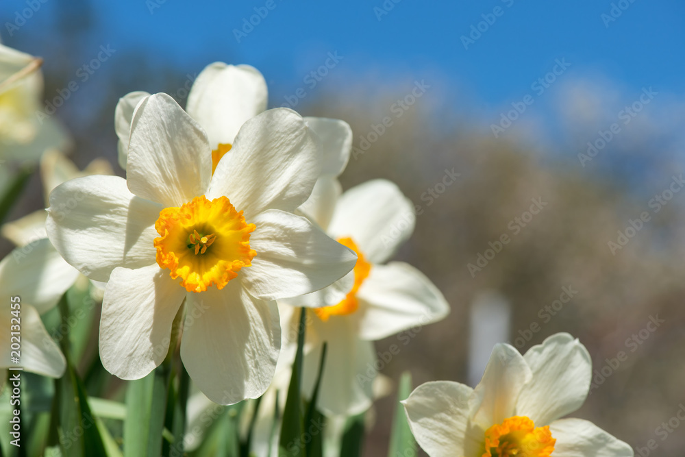 Blooming spring flowers daffodils in early spring garden Blooming spring flowers daffodils in early spring garden