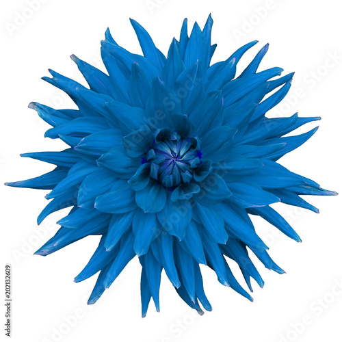 Dahlia flower, white  background isolated  with clipping path. Closeup with no shadows.  Macro. Nature.  White, yellow, pink, lilac, purple, green, blue, cyan, aquamarine, red, orange.