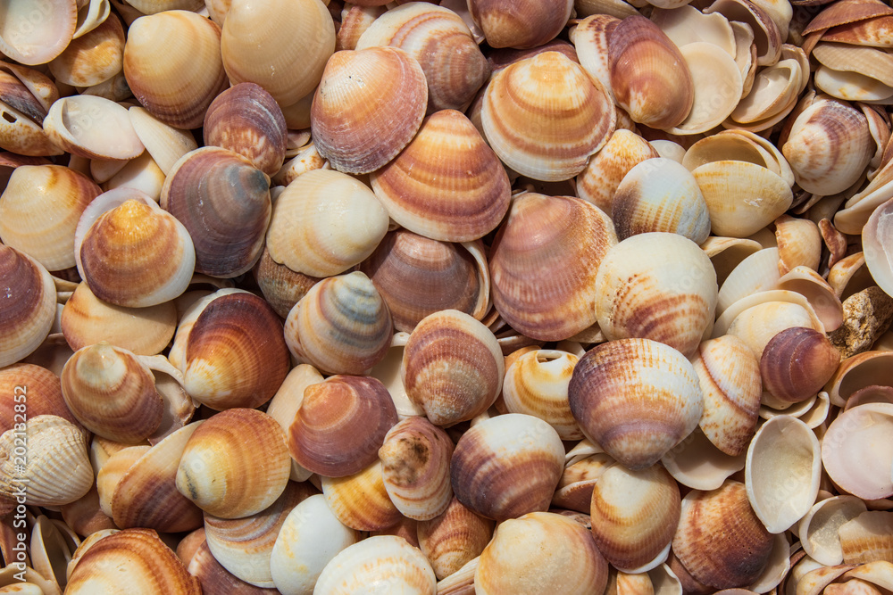 Seashells of different colors. Seashell background. Texture of the shells. Seashells of different colors. Seashell background. Texture of the shells.