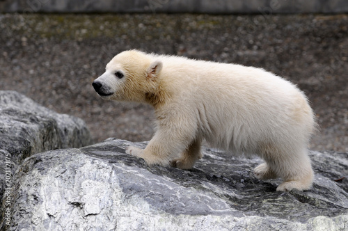 Junger Eisbär (Ursus maritimus), Captive, Deutschland, Europa